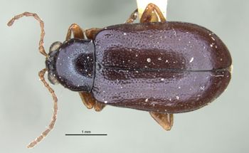 Media type: image;   Entomology 25032 Aspect: habitus dorsal view